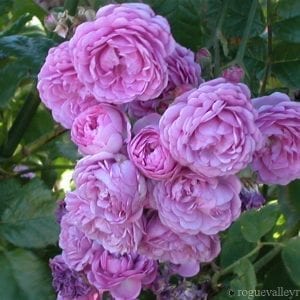 Excellenz von Schubert