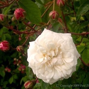 Felicite et Perpetue