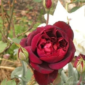 Francis Dubreuil (Barcelona)