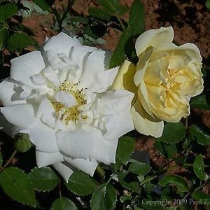Gardenia