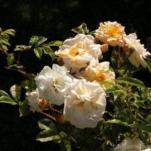 Ghislane de Feligonde