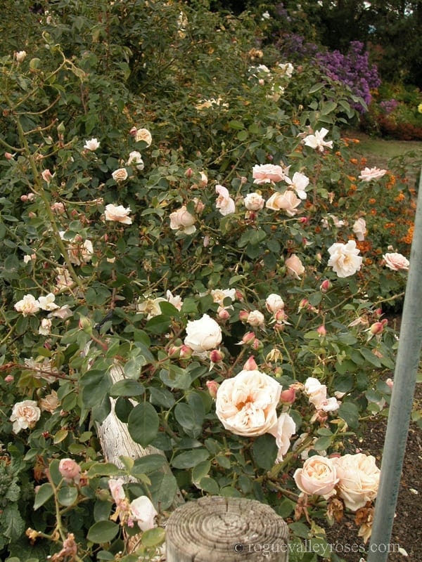 Gloire de Dijon - Image 2