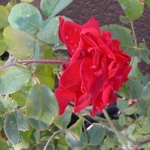 Governor Mark Hatfield