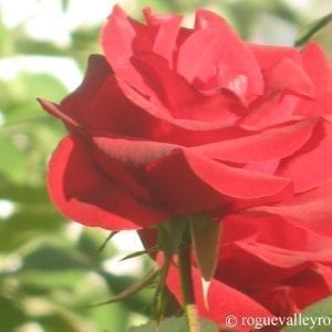 Hans Christian Andersen