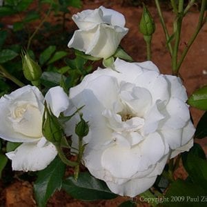 Iceberg, Cl. (Schneewittchen, Cl.)