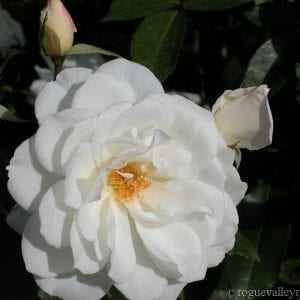 Iceberg (Schneewittchen)