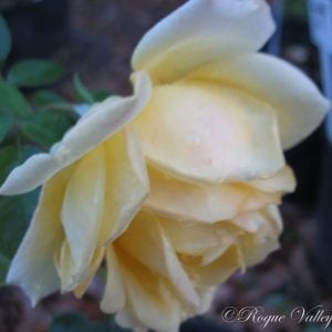 Irish Gold (Grandpa Dickson)