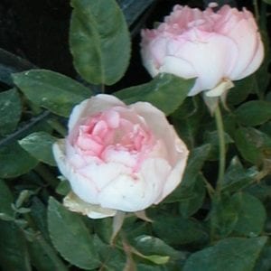 Jacksonville Pink Tea