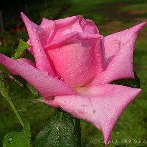 Jadis (Fragrant Memory)