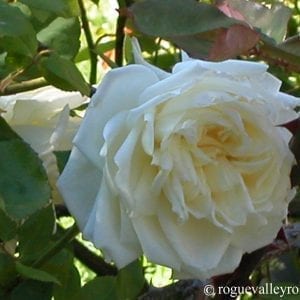 Kaiserin Auguste Viktoria, HT