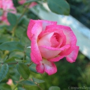 Harlekin (Kiss of Desire)