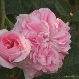 Konigen von Danemark