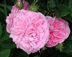 La Ville de Bruxelles