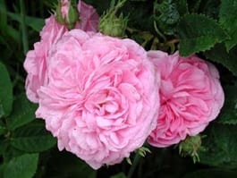 La Ville de Bruxelles