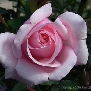 Lady Mary Fitzwilliam