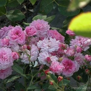 Lavender Pink Noisette