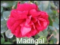 Madrigal (Courageous)