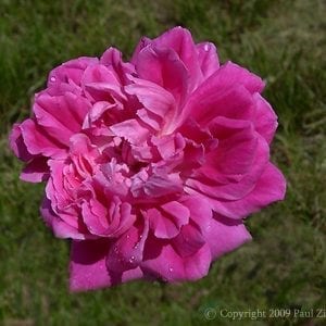 Maggie (Zi Yan Fei Wu)