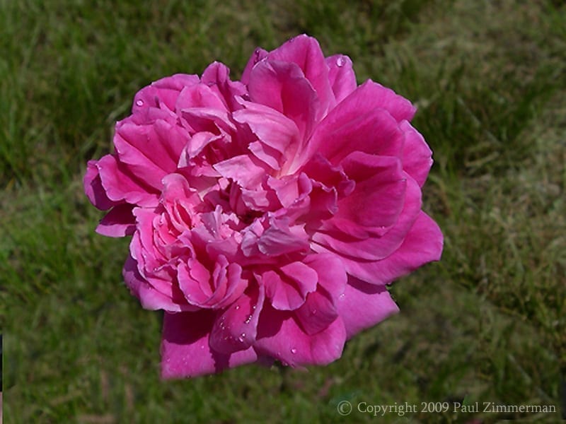 Maggie (Zi Yan Fei Wu)