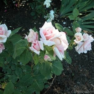 Marchioness of Londonderry