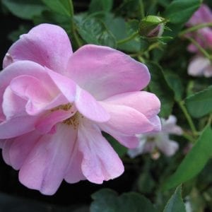 Mevrouw Nathalie Nyples