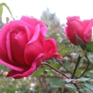 Mme Louis Laperriere