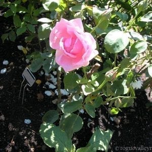 Mme Caroline Testout