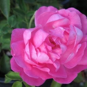 Mme Elisa de Vilmorin