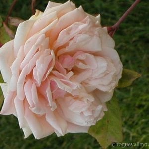 Mme Jules Gravereaux (Miss Atwood)