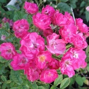 Mme Norbert Levavasseur