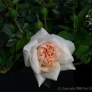 Mme Alice Garnier (Brownlow Hill Rambler)