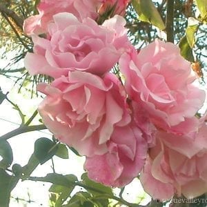 Mme Gregoire Staechelin