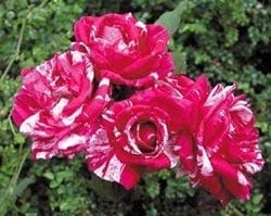 Moore's Striped Rugosa