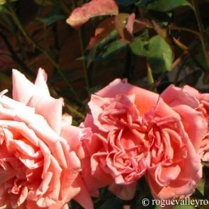 Mrs. Sam McGredy, Cl.