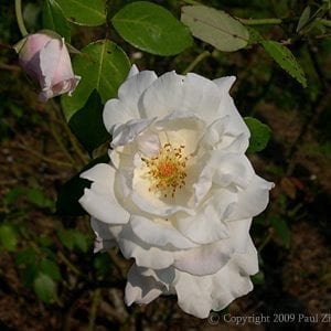 Mrs. Herbert Stevens HT