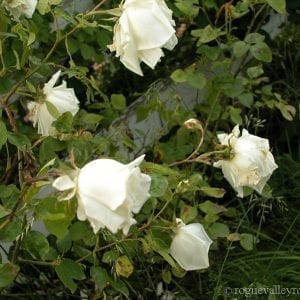 Mrs. Herbert Stevens, Cl