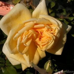 Mrs. Pierre S. Dupont