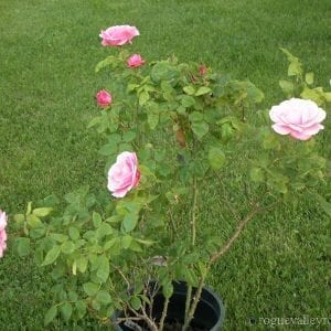 Mrs. Wakefield Christie-Miller