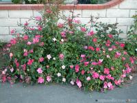 Mutablis (R. Chinensis Mutablis)