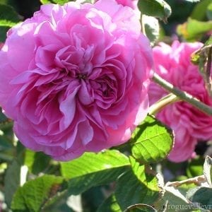 Narcisse de Salvandy