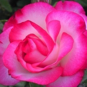 Nicole (Hannah Gordon)