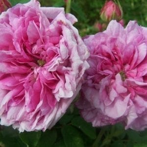 Nouvelle Pivoine