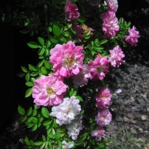 Petite Pink Scotch Rose