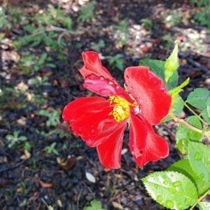 Phantom of the Opera (Bedazzled)