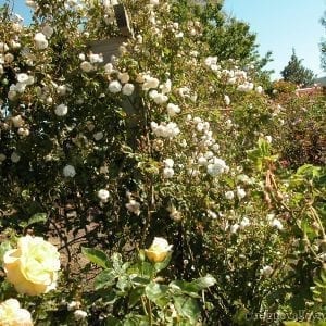 Pleasant Hill Cemetery