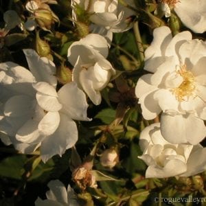 Polstjarnan (Polestar)