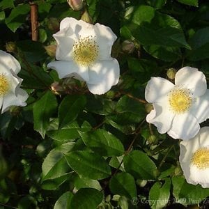 Polyantha Grandiflora