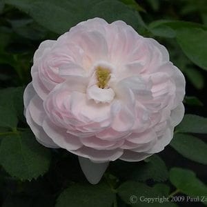 Pompon Blanc Parfait