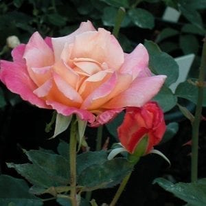 President Herbert Hoover HT