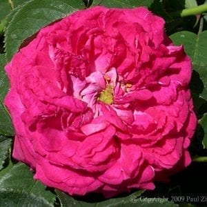 Prinz Hirzeprinzchen